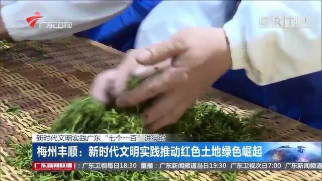 梅州丰顺:红色土地绿色崛起 马头茶带动村民经济