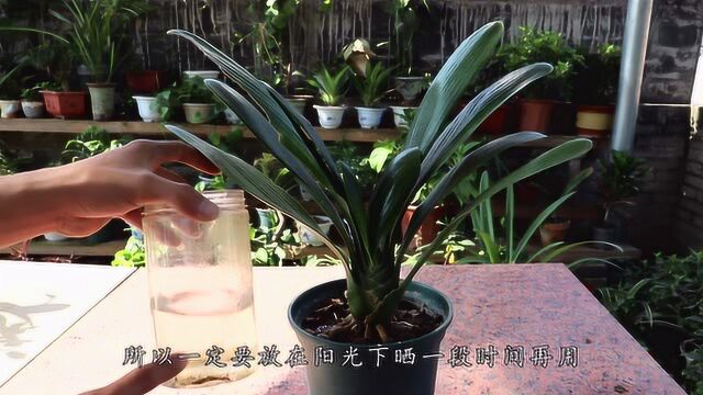 这3种能当肥料的水浇给君子兰,促根催苗生长更旺盛