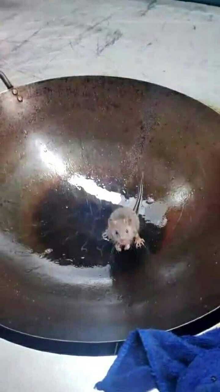油炸活老鼠,香气扑鼻_腾讯视频