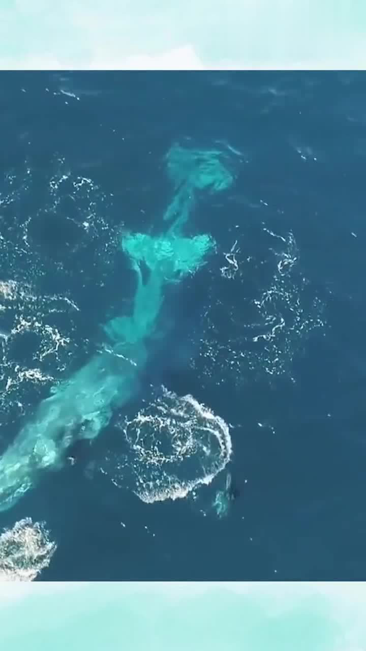 航拍深海,偶遇鲸鱼调戏小鱼,深海恐惧症慎入!