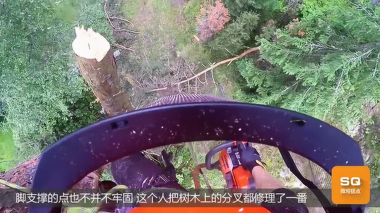 国外小伙砍树全程,这事普通人做不了!镜头记录惊险过程_腾讯视频
