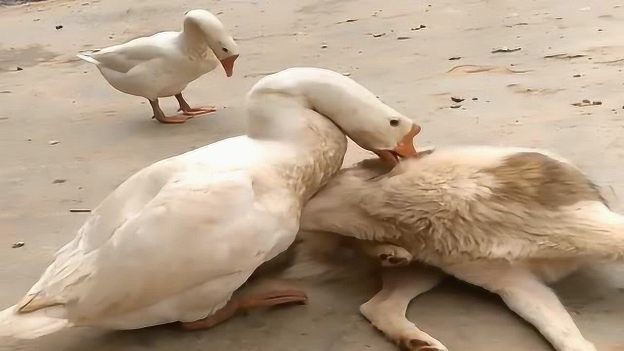 大白鹅欺负土狗老实,上来就对着头猛夹,结果狗狗忍无可忍,绝地反击!