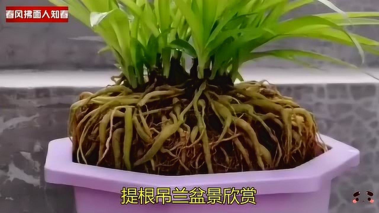 吊兰也能做盆景提根吊兰盆景欣赏是不是别样的美