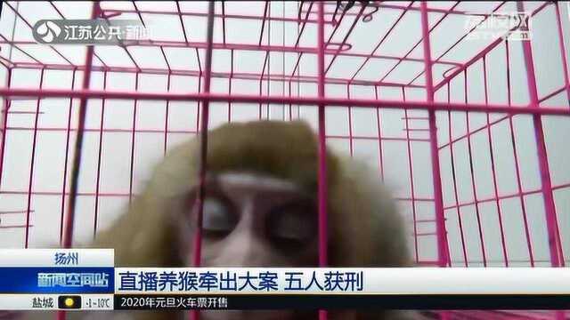 网红直播竟牵出大案!村干部非法贩卖36只猕猴获刑 其中20只已被养死