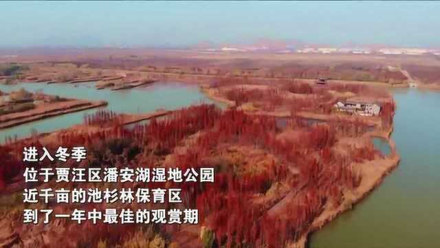 贾汪潘安湖湿地公园池杉林:“水上森林”冬景美如画