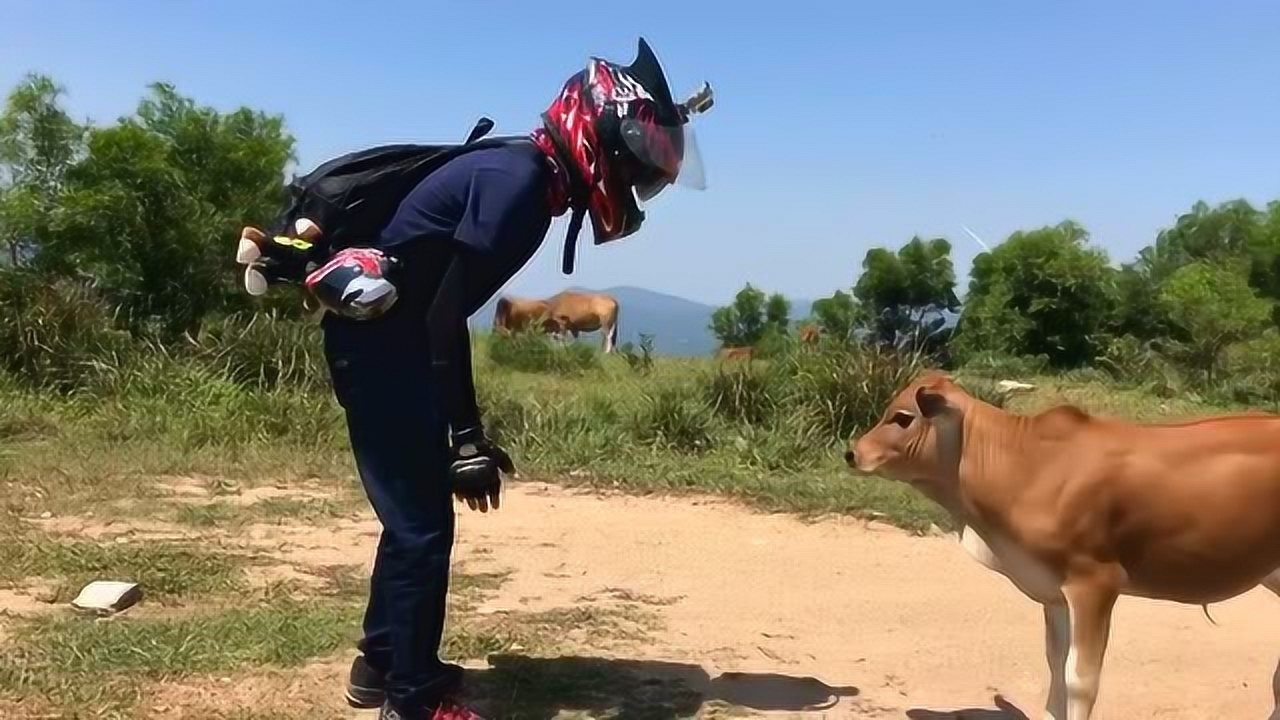 和牛对顶,最后竟还顶赢了,果然是牛人