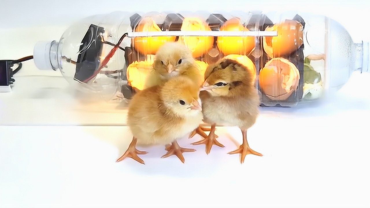 小伙用塑料瓶自制孵蛋器,一次孵出8只小鸡,镜头记录全过程!