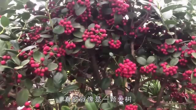 此树便观果植物“八角刺”传说,拥有中草药的功能您还等什么