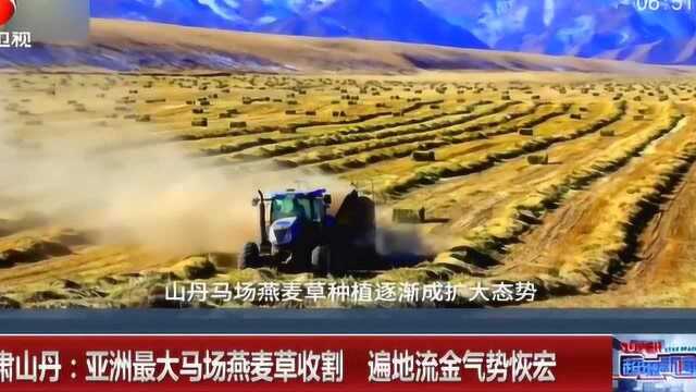 甘肃山丹:亚洲最大燕麦草收割 遍地流金气势恢宏