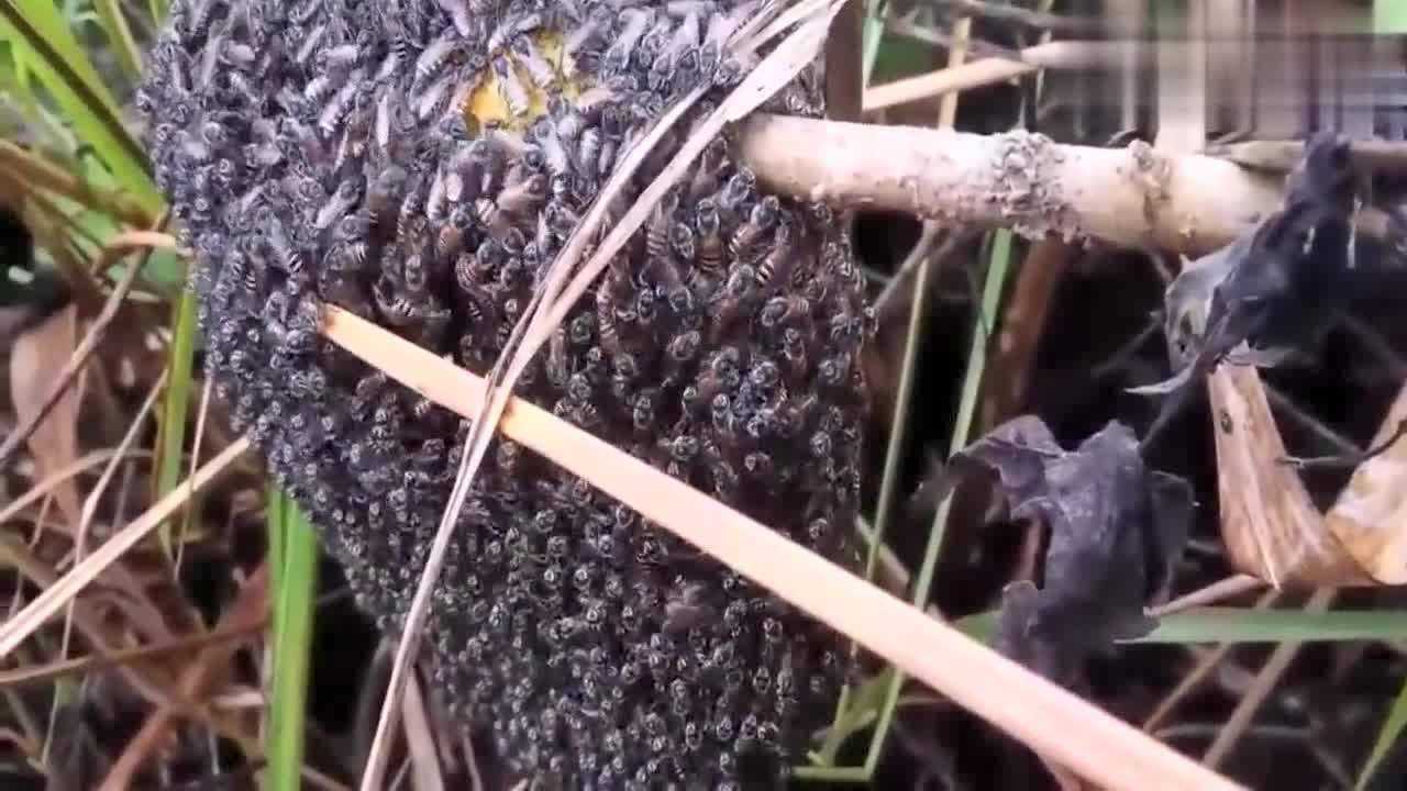 小童搞野找蜜蜂视频,意外发现一个黄金蜂巢!