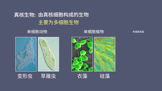 高中生物:原核细胞和真核细胞——赤潮和水华修正版