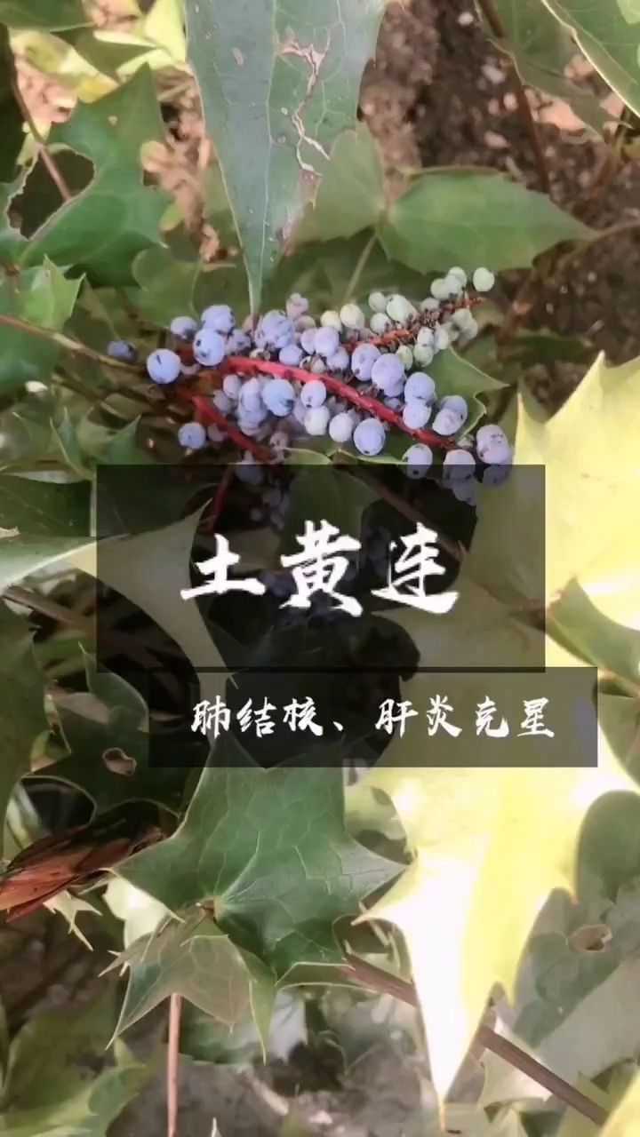 土黄连的功效图片