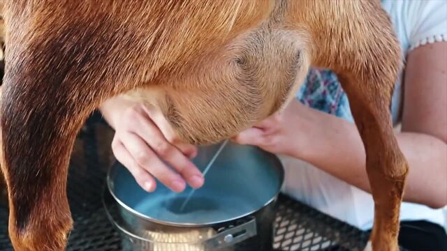 在众多家畜里,猪奶比牛奶更加营养,为何从不见有人喝?