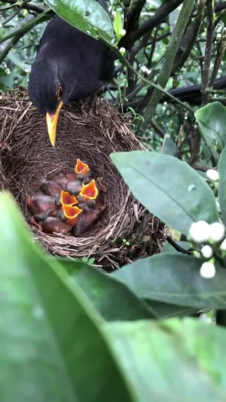 小鸟捕食喂雏鸟图片图片