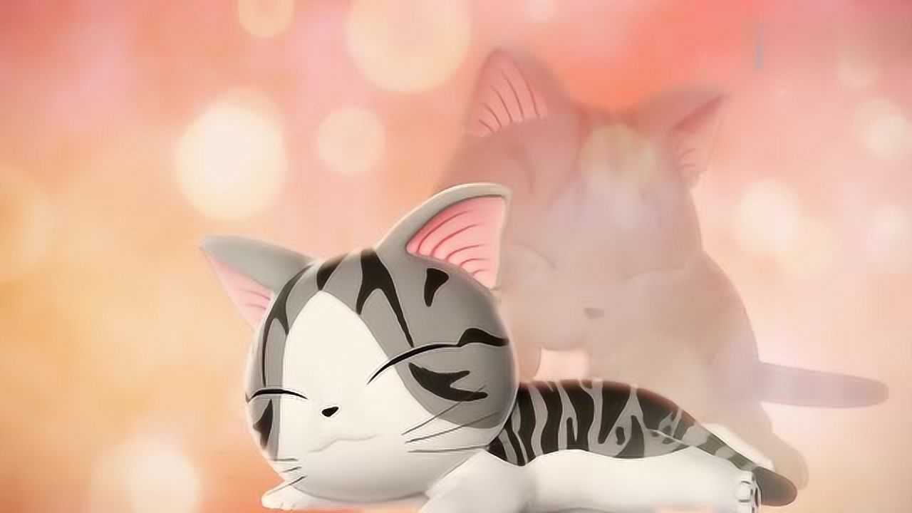 《甜甜私房猫》哇!小奇真是超级可爱呢