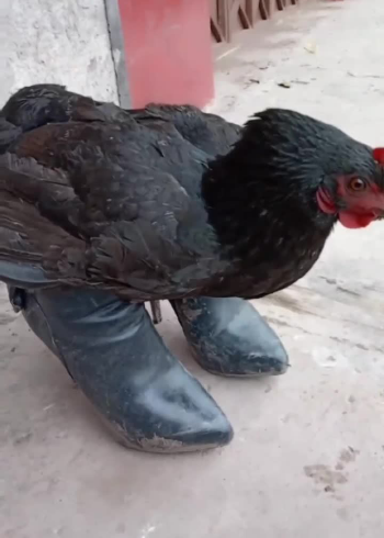 第一次看到鸡穿高跟鞋,真是长见识了!