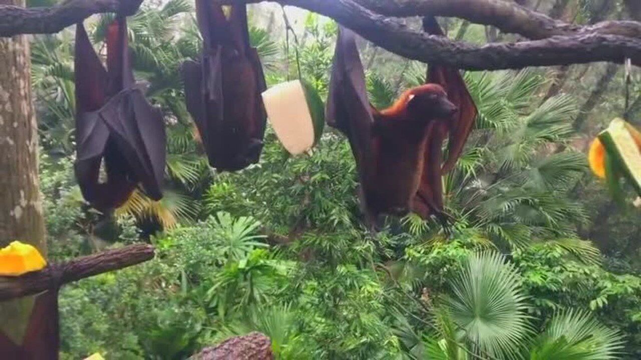 蝙蝠的小便方式真是让人惊叹