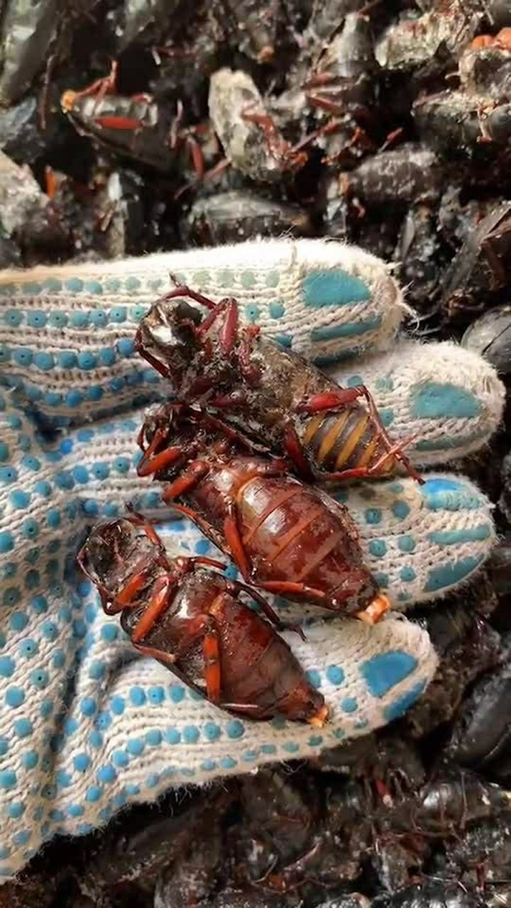 这是带籽全母山水牛很稀少让你们近距离的看一下