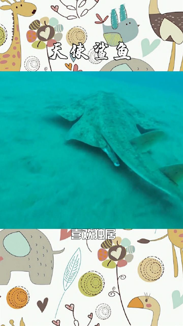 天使鲨鱼专门潜伏在海底的泥沙中伏击猎物