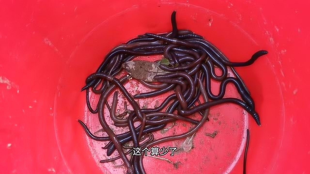 种植养殖小伙用民间手法抓蚯蚓喂鱼看看他是怎么抓的吧