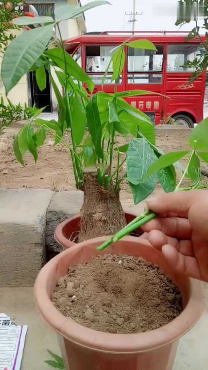 发财树的枝条扦插繁殖方法学会再也不用买发财树了