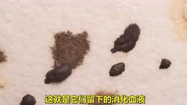 带你了解枕边的“吸血怪”,床虱床虱是一种温带臭虫