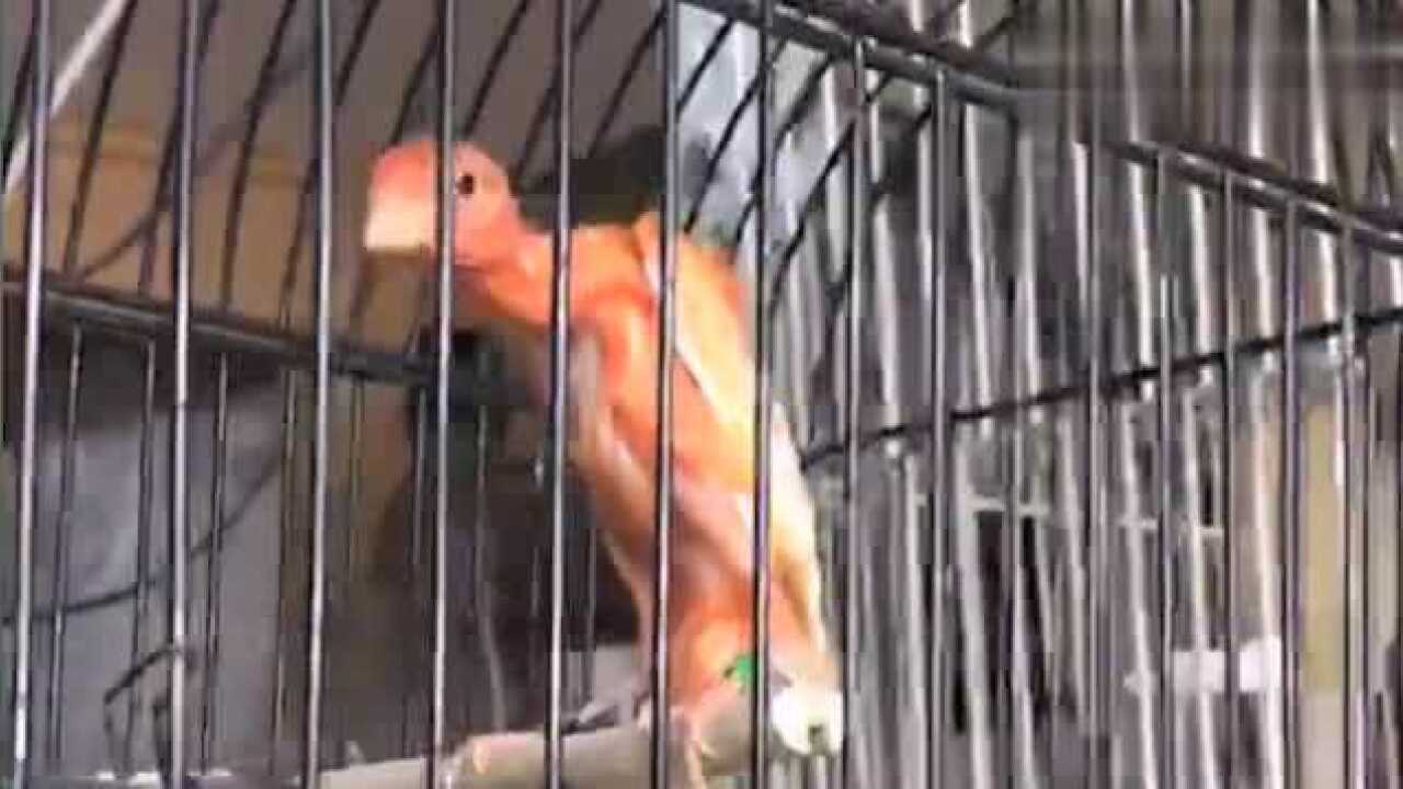 西班牙驼背鹰玉鸟系列.