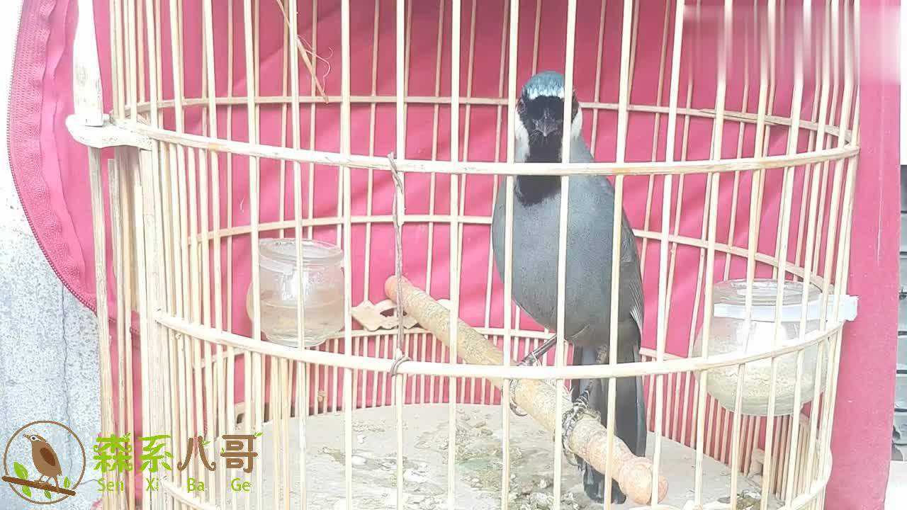 悦耳动听的珊瑚鸟叫声,听起来不比画眉鸟差,值得养一只