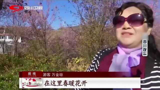 樱花浪漫醉游人 约上好友一起来攀枝花打卡吧