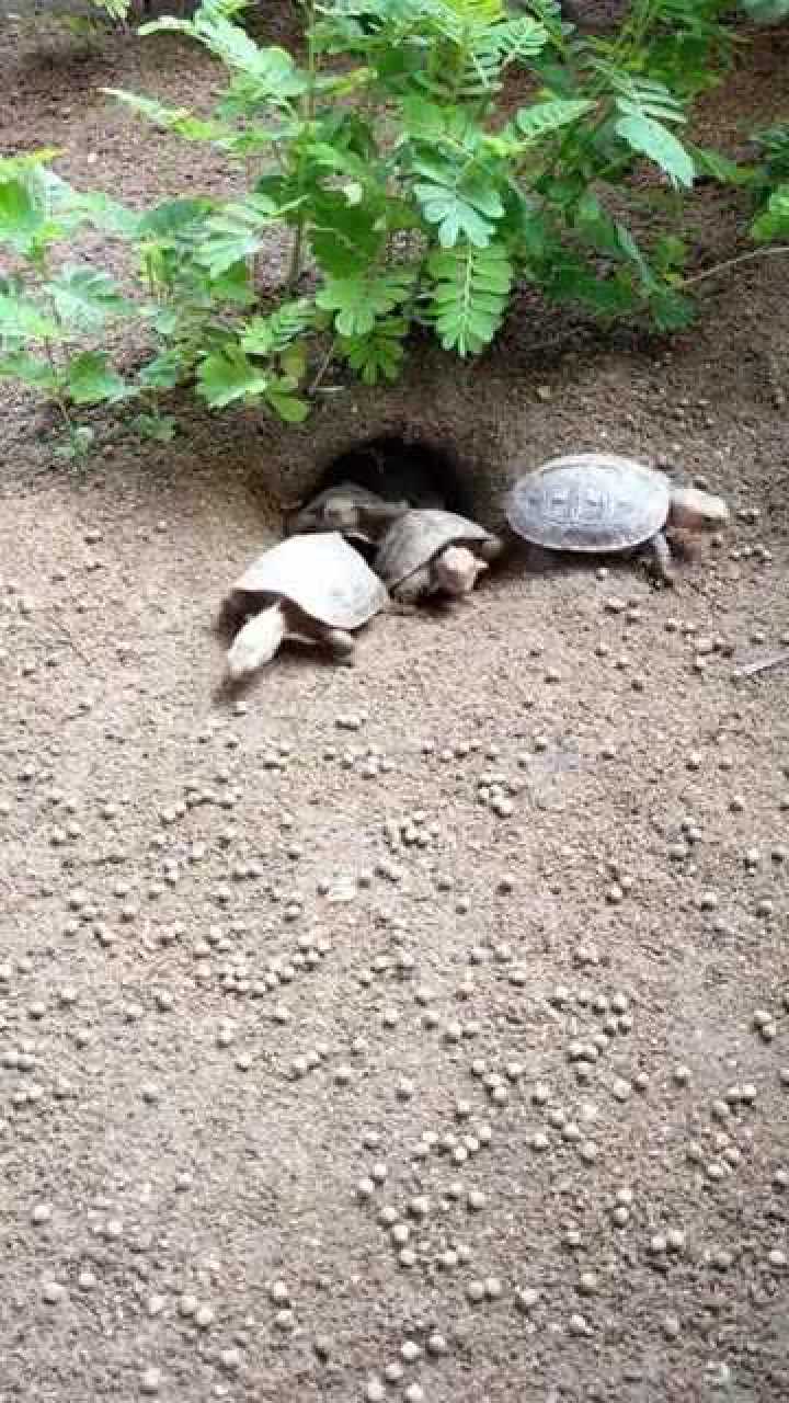 乌龟住在洞里