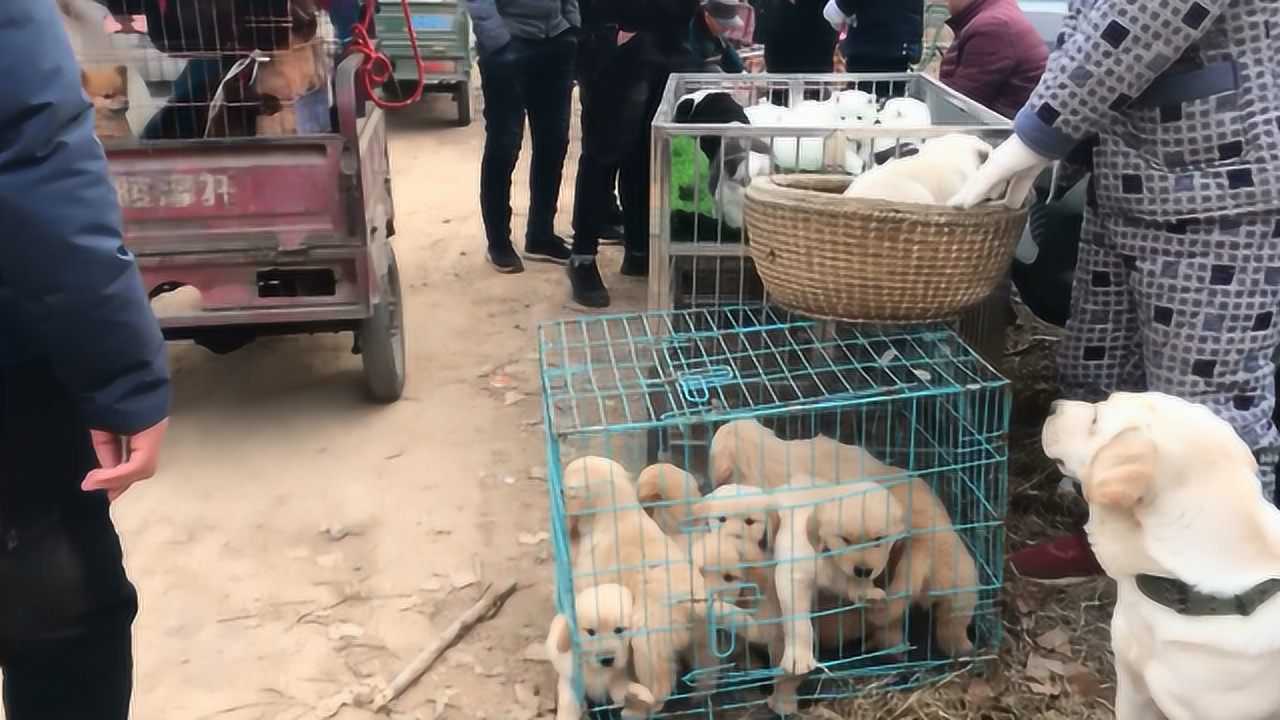 实拍焦作热闹狗市,缉毒犬240块钱一只,你看品相怎么样?