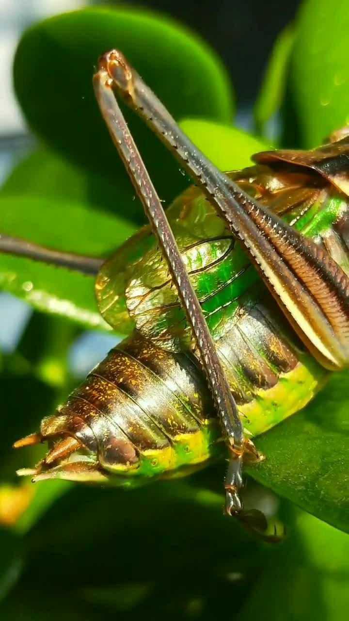 怀孕的蝈蝈看起来肚子好大啊,估计快要生了!