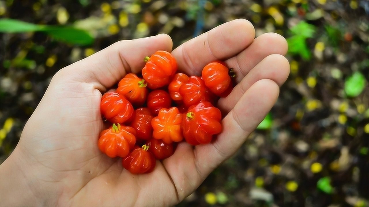 睡眠果能帮助睡眠的苏里南苦樱桃