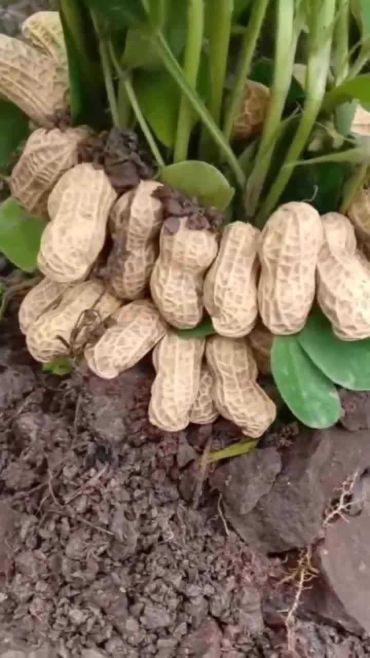 这花生果实真的大农村人的劳动成活只有农村人才能培养出来