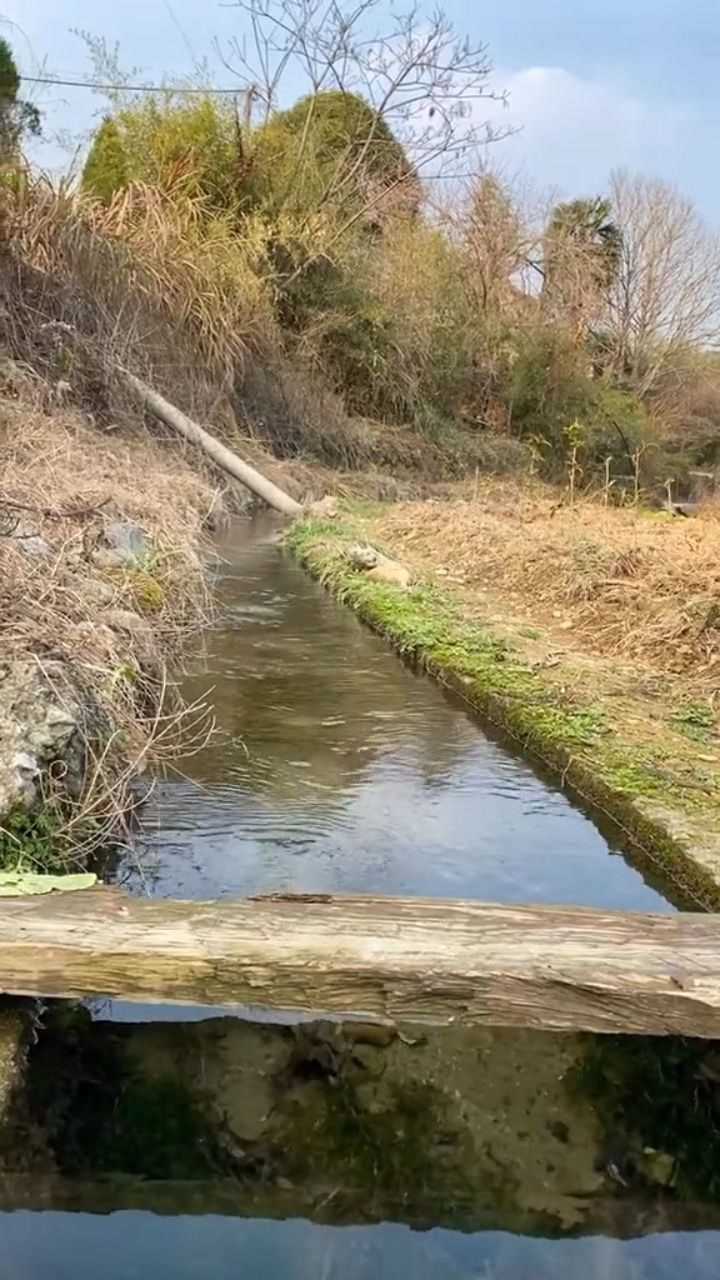 家门口的小水沟原来最好看的风景就在我们身边