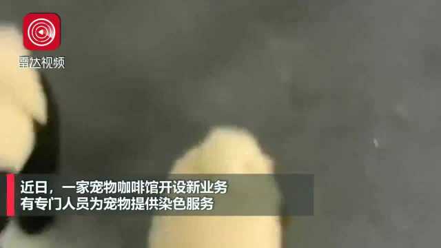 宠物咖啡馆开设新业务,收费1500将狗染色成大熊猫