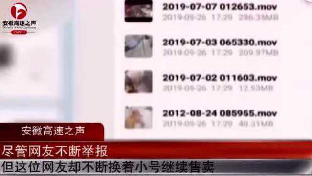 无良商家网上售卖虐猫视频,网友:不爱请别伤害