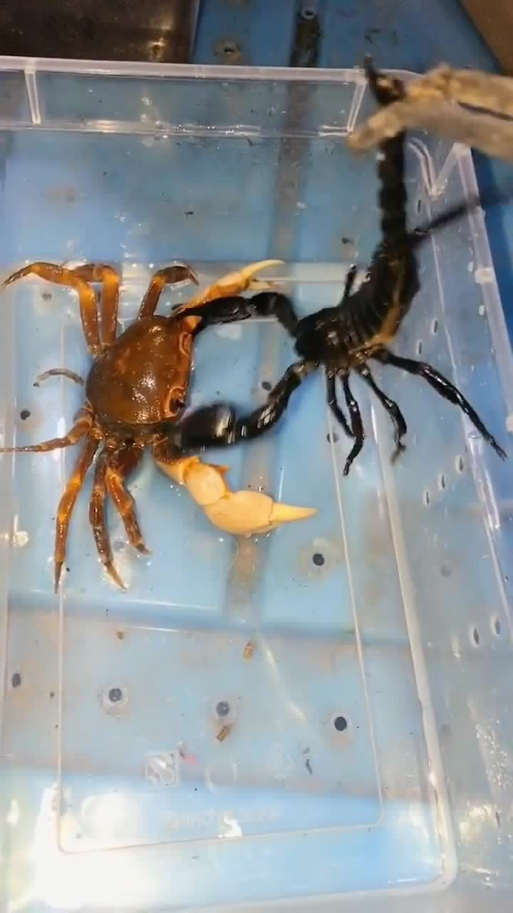 蝎子大战龙虾图片