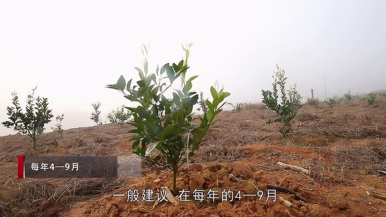 沙糖桔省力节本栽培技术_高清