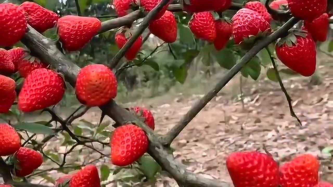 你們知道這是什麼品種嗎草莓居然是長在樹上面的又紅又大真好看