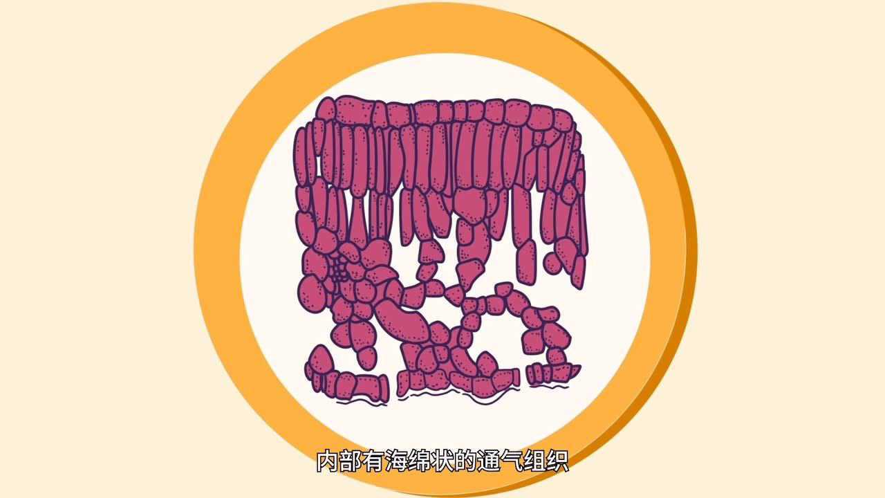 3分钟认识红树林|特征篇_高清