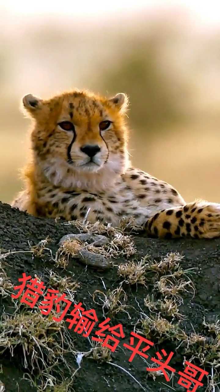 平头哥威武啊 气势汹汹 猎豹白长那么大个子