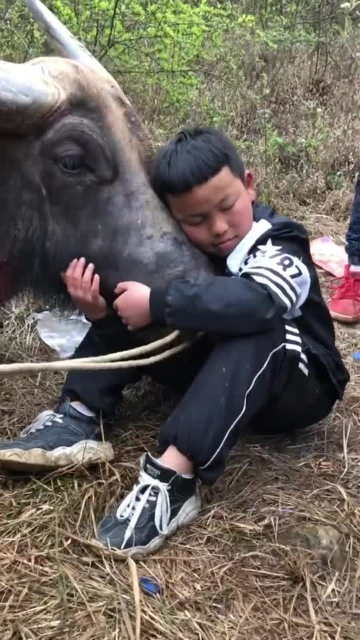 斗牛牛受伤了,小孩抱着牛哭了牛好乖_腾讯视频