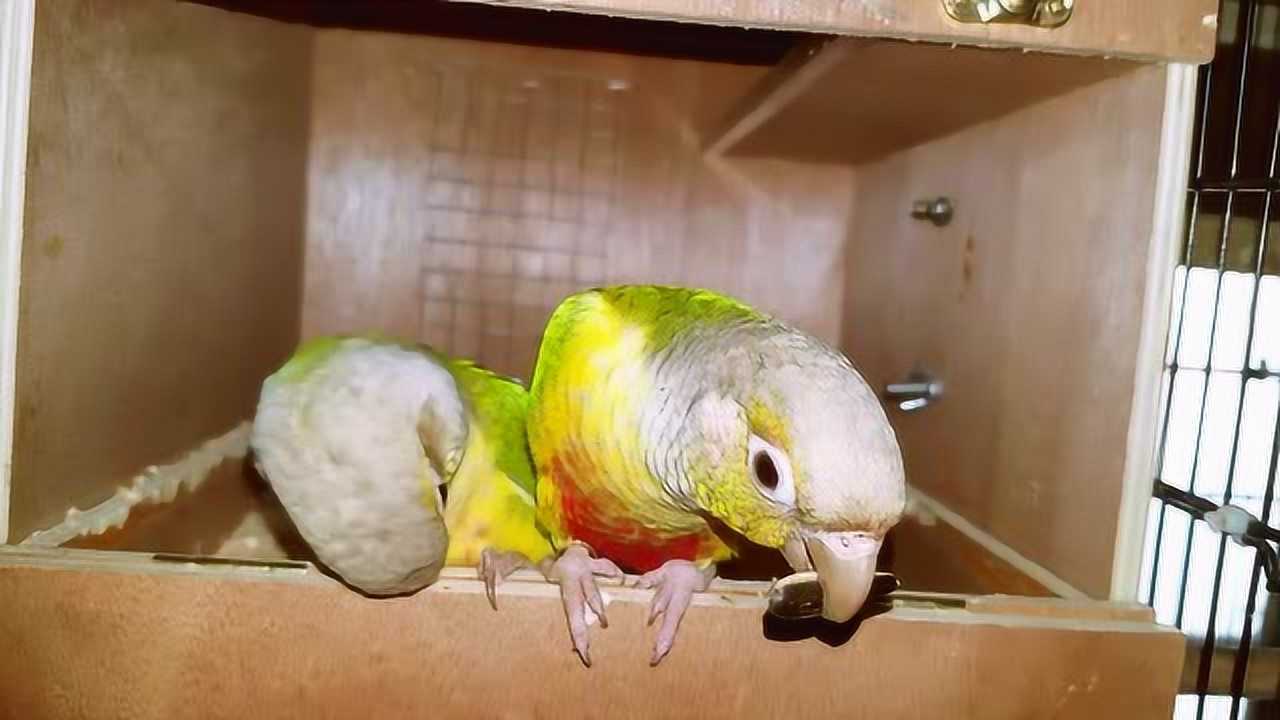凤梨小太阳鹦鹉吃瓜子脚嘴并用很是可爱