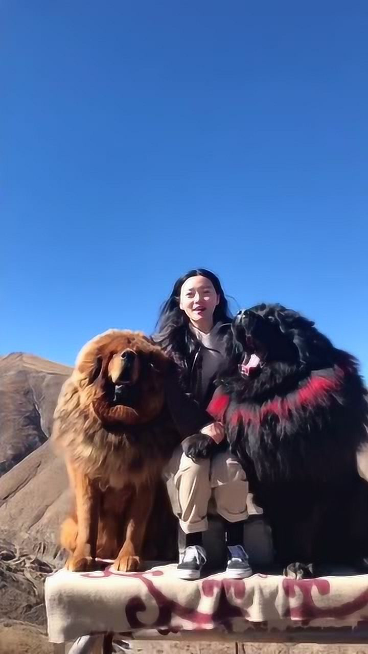 这个视频火了,美女和两只藏獒,美的让我心跳加速