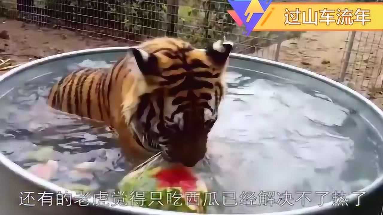 老虎吃腻了西瓜,改吃冰棒,只是老虎舌头太厉害