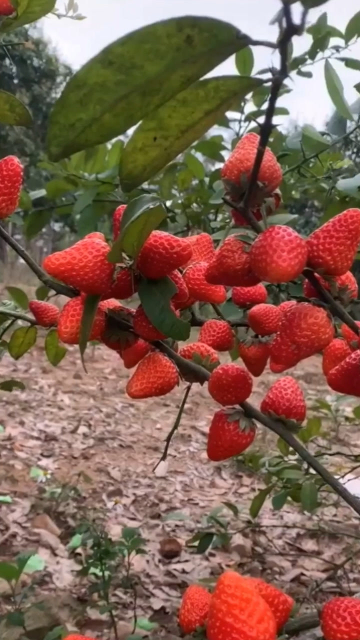 原来草莓是长在树上的