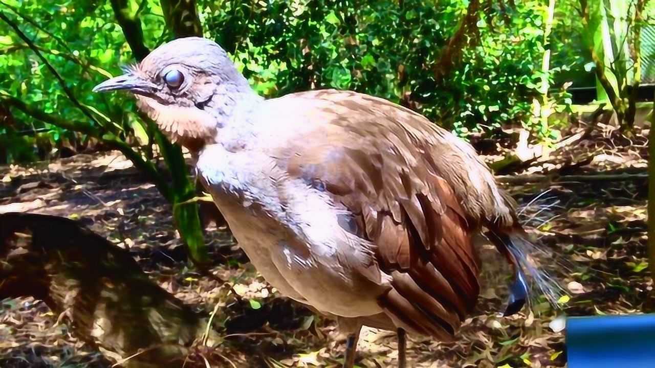 叫声超像游戏音效的琴鸟,实在是太赞了