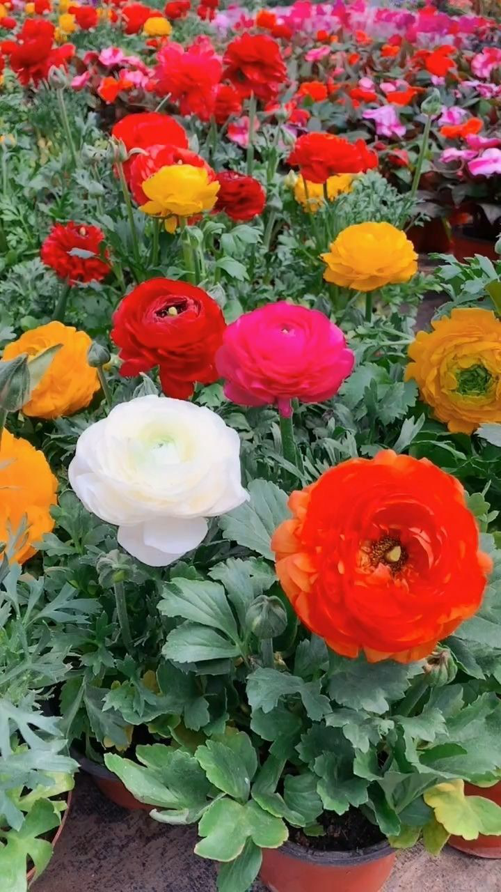 漂亮的牡丹花,非常的好看,真让人心旷神怡!