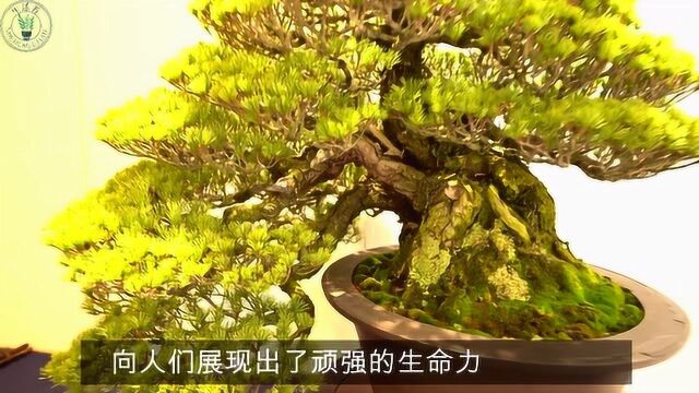 看一下国外的松柏盆栽造型如何,跟国内的有很多不同之处,很漂亮